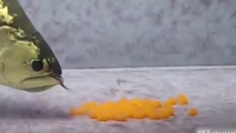 龍魚含卵的原因和過程（關于龍魚含卵的一些詳細信息）