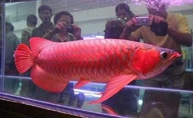 龍魚含卵的原因和過程（關于龍魚含卵的一些詳細信息）