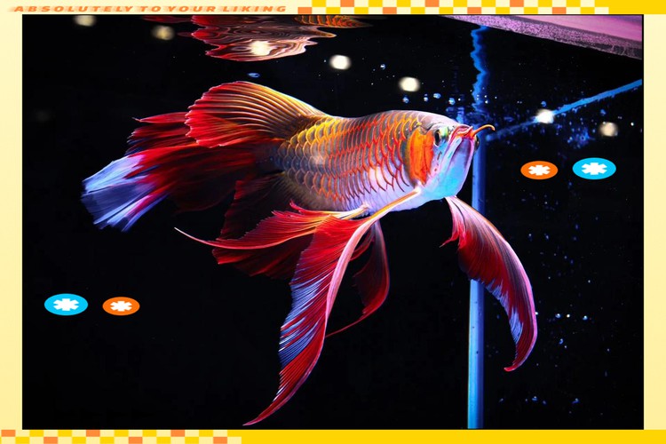 血紅金龍魚多少錢一條圖片
