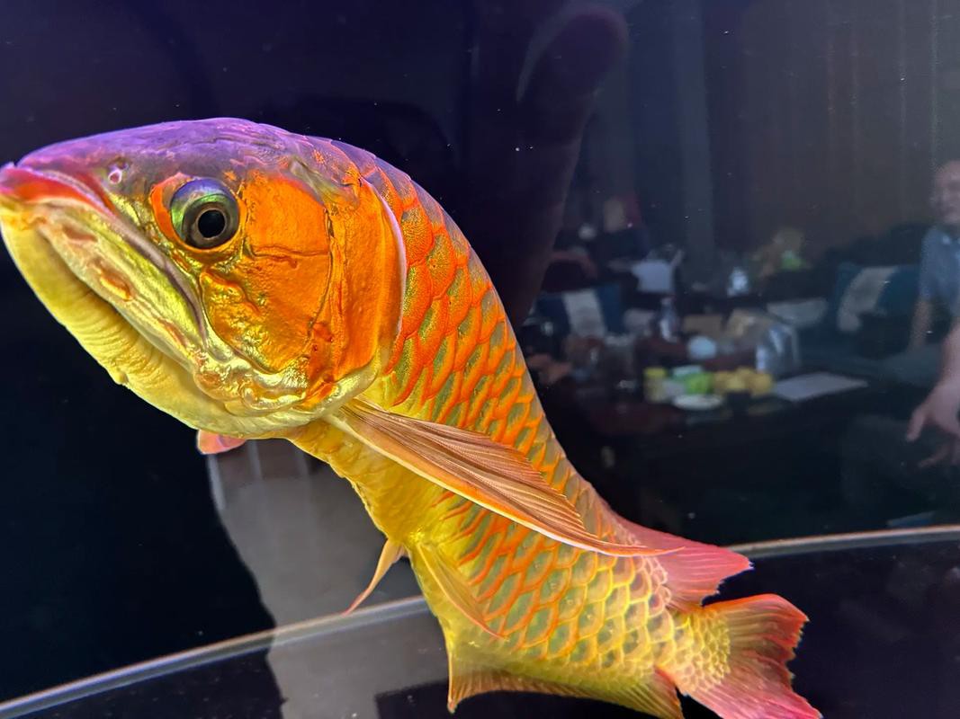 血紅金龍魚多少錢一條圖片