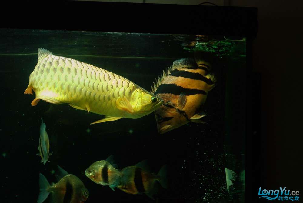 紅龍魚最佳配魚時間（紅龍魚的最佳配魚時間并不是指具體的日期或時間段）