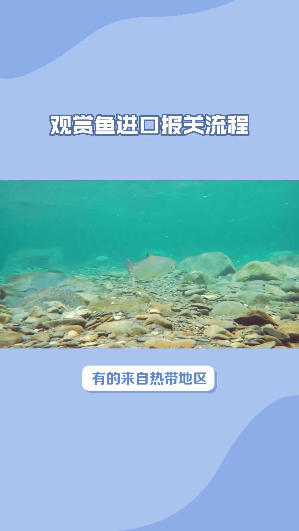進口紅龍需要哪些資質？