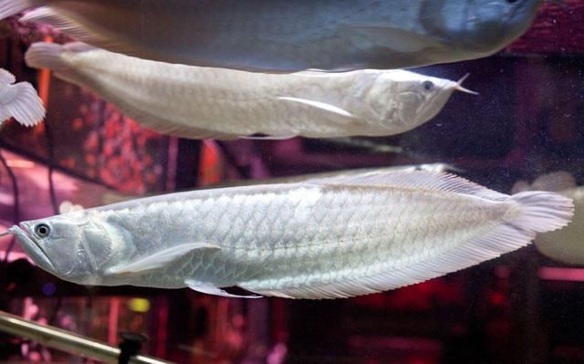 白色銀龍魚風(fēng)水魚嗎(銀龍魚是風(fēng)水魚嗎) 龍魚百科 第1張 白色銀龍魚風(fēng)水魚嗎(銀龍魚是風(fēng)水魚嗎) 白色銀龍魚風(fēng)水魚嗎(銀龍魚是風(fēng)水魚嗎) 龍魚百科 第1張