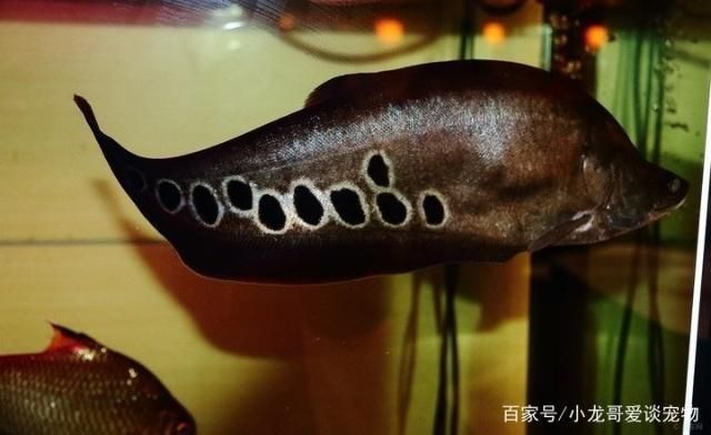 龍魚和七星刀哪個好養：七星刀魚的繁殖技巧分享：龍魚與七星刀的繁殖技巧分享