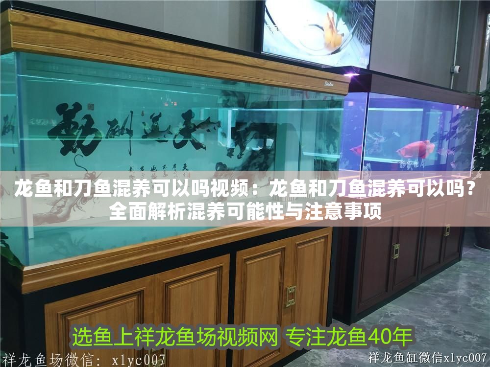 龍魚和刀魚混養可以嗎視頻：龍魚和刀魚混養可以嗎？全面解析混養可能性與注意事項