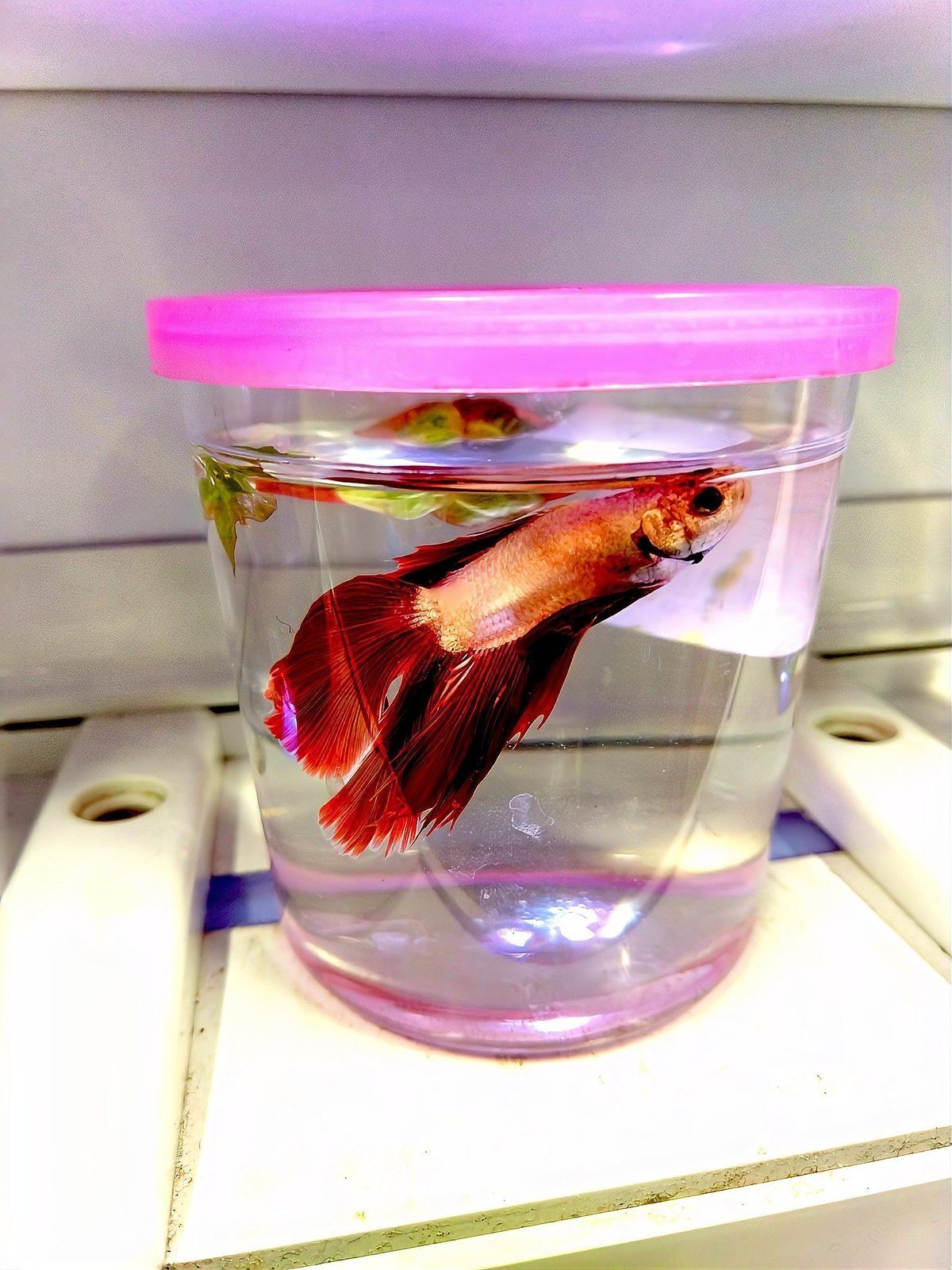 超血紅龍魚繁殖需要多大的水族箱？ 超血紅龍魚繁殖需要多大的水族箱？ 龍魚百科 第6張