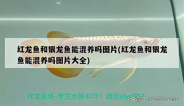 超血紅龍魚繁殖需要多大的水族箱？ 超血紅龍魚繁殖需要多大的水族箱？ 龍魚百科 第7張