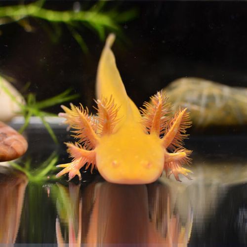 那種恐龍魚好看又便宜