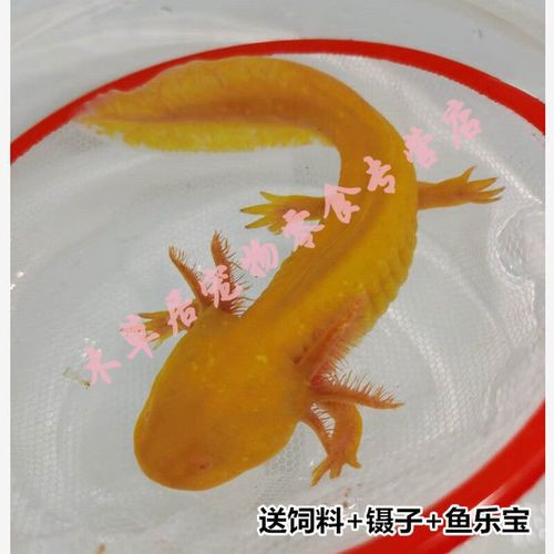 那種恐龍魚好看又便宜