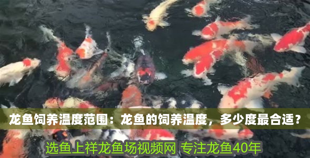 龍魚飼養溫度范圍：龍魚的飼養溫度，多少度最合適？ 龍魚飼養溫度范圍：龍魚的飼養溫度，多少度最合適？ 龍魚百科 第1張