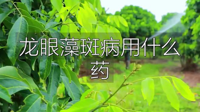 如何判斷龍眼樹是否感染白斑病？