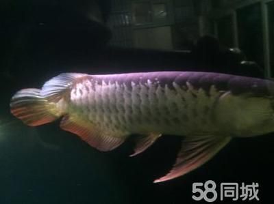 金龍魚的魚苗長(zhǎng)什么樣子（金龍魚魚苗在剛孵化時(shí)呈黑色，它們的顏色會(huì)發(fā)生變化）