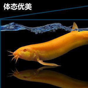 金龍魚(yú)的魚(yú)苗長(zhǎng)什么樣子（金龍魚(yú)魚(yú)苗在剛孵化時(shí)呈黑色，它們的顏色會(huì)發(fā)生變化）