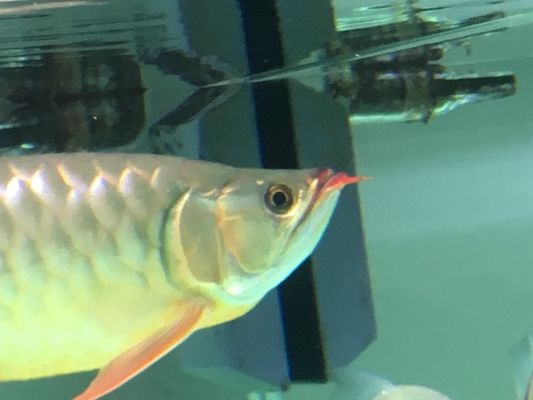 龍魚眼睛內(nèi)陷怎么辦：龍魚的眼睛內(nèi)陷怎么辦