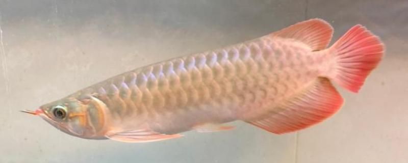 龍魚眼睛內(nèi)陷怎么辦：龍魚的眼睛內(nèi)陷怎么辦