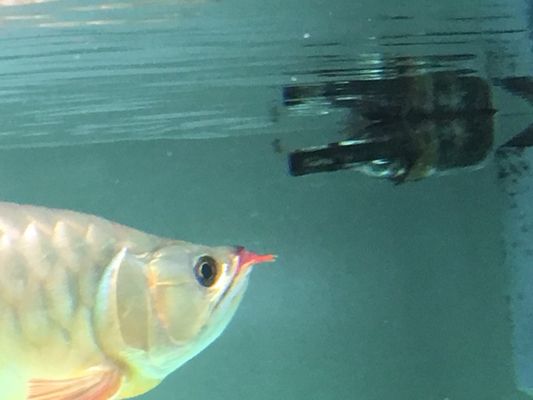 龍魚眼睛內(nèi)陷怎么辦：龍魚的眼睛內(nèi)陷怎么辦