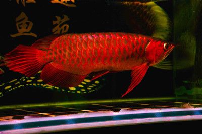 紅龍魚掉鱗后怎樣可以快速恢復：紅龍魚掉鱗后大約需要1個月以上的時間才能恢復健康 紅龍魚掉鱗后怎樣可以快速恢復：紅龍魚掉鱗后大約需要1個月以上的時間才能恢復健康 龍魚百科 第1張