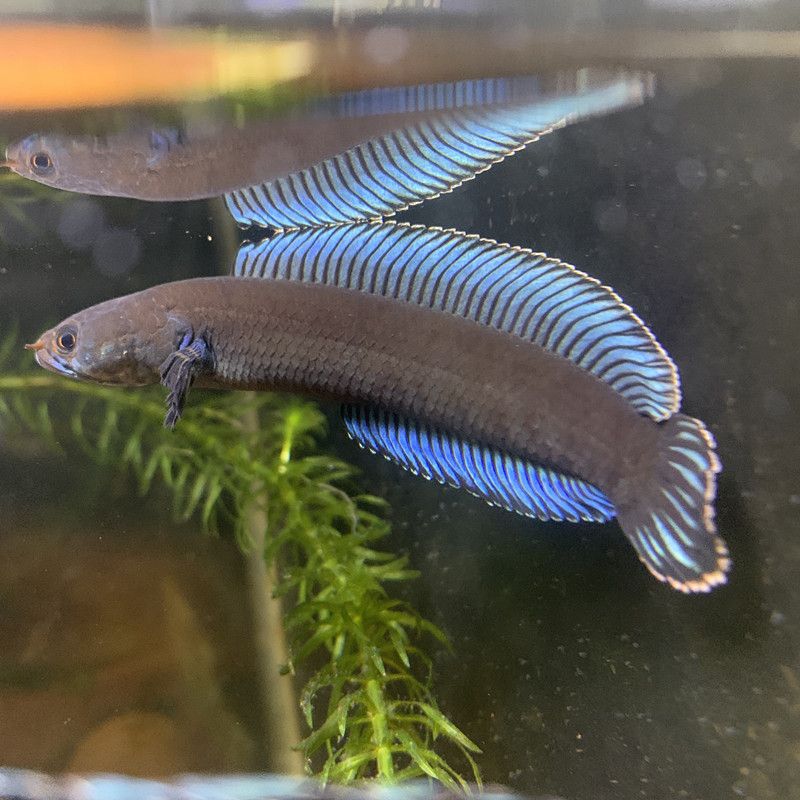 奶茶雷龍魚能和什么魚混養：關于奶茶雷龍魚混養的建議