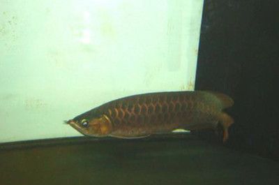 養龍魚怎么養才能養活呢：養龍魚需要注意以下幾個方面