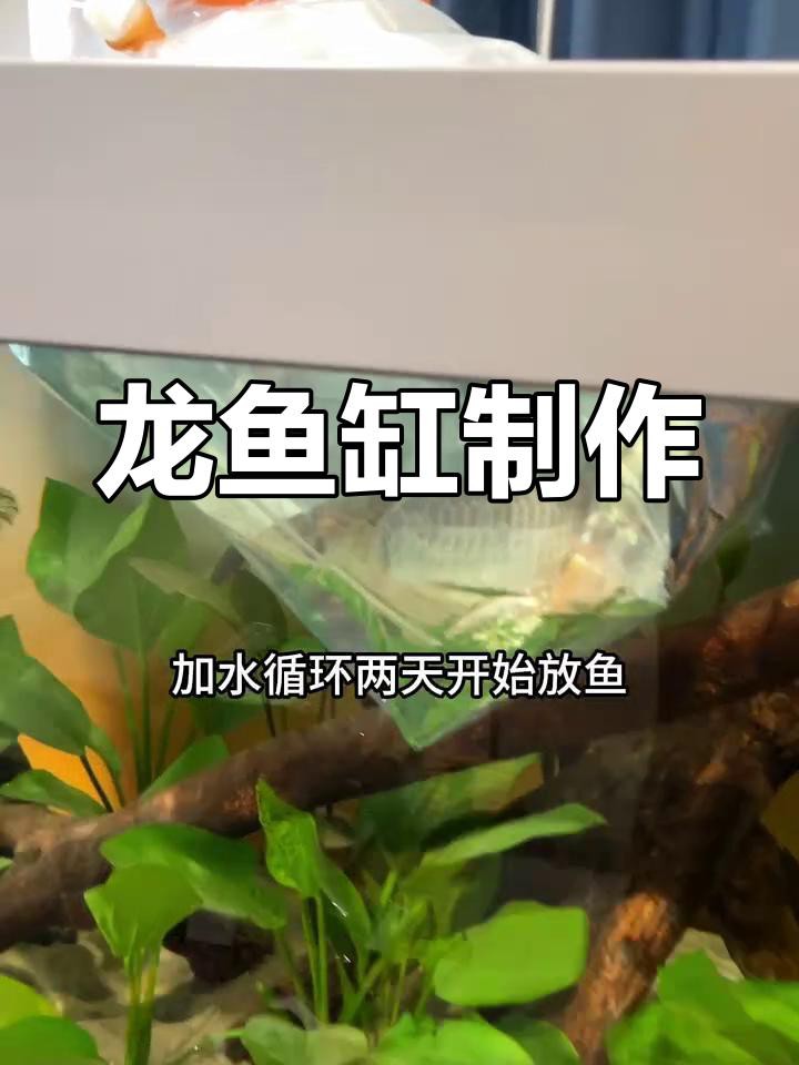如何為金龍魚提供最佳活動(dòng)空間？