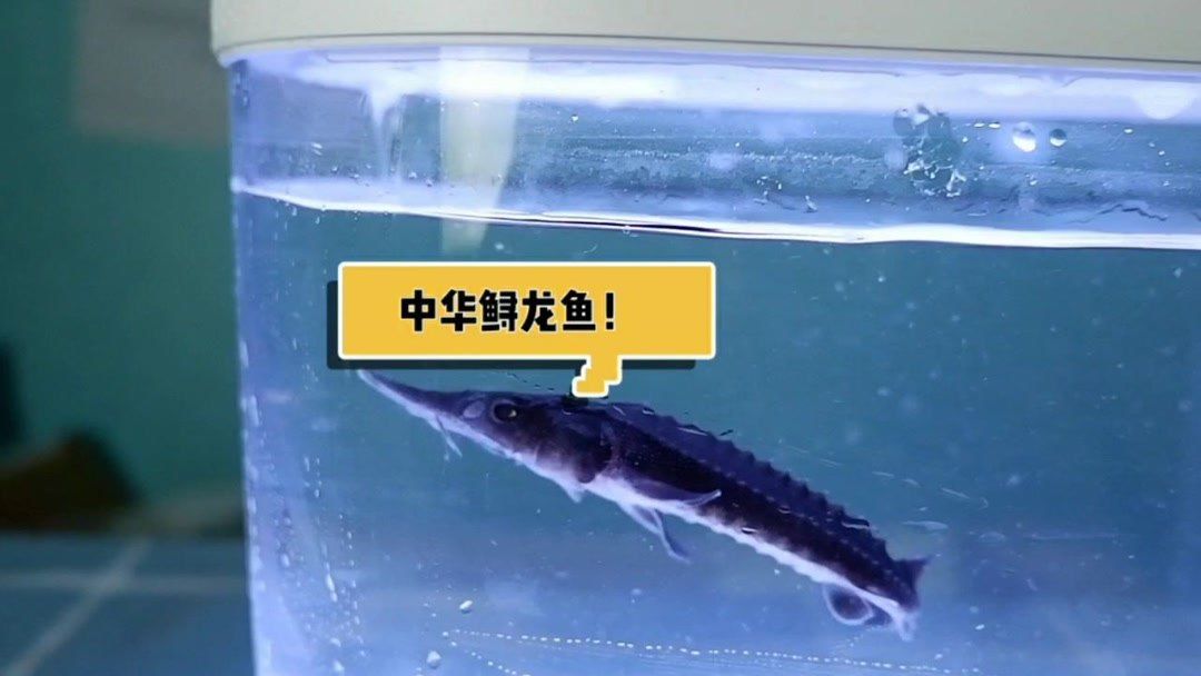 龍魚開箱的注意事項：\"龍魚開箱\"的詳細解答