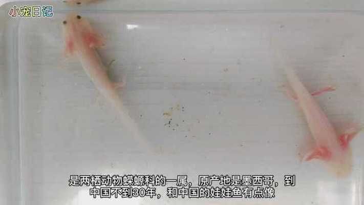 開箱恐龍魚（開箱恐龍魚的介紹） 開箱恐龍魚（開箱恐龍魚的介紹） 龍魚百科 第2張