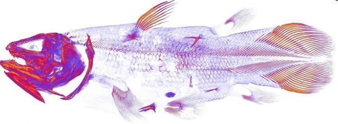 開箱恐龍魚（開箱恐龍魚的介紹） 開箱恐龍魚（開箱恐龍魚的介紹） 龍魚百科 第5張