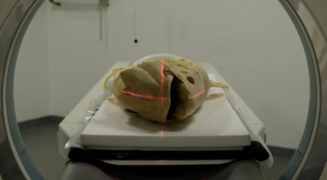 開箱恐龍魚（開箱恐龍魚的介紹） 開箱恐龍魚（開箱恐龍魚的介紹） 龍魚百科 第1張