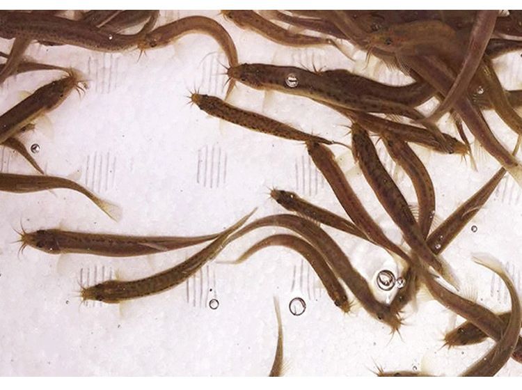 龍魚吃泥鰍好消化嗎怎么喂：龍魚吃泥鰍好消化嗎 龍魚吃泥鰍好消化嗎怎么喂：龍魚吃泥鰍好消化嗎 龍魚百科 第3張