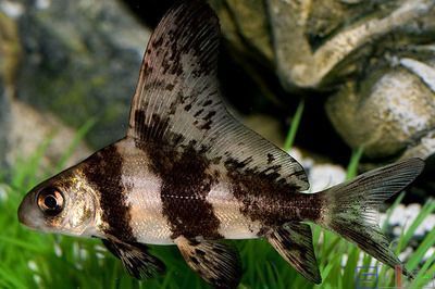 如何減少胭脂孔雀龍魚混養攻擊性：如何判斷胭脂孔雀龍魚受挑釁,混養胭脂孔雀龍魚的水草選擇