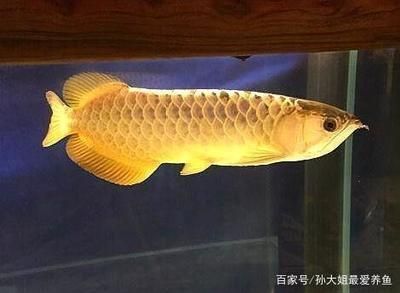 金龍魚的飼養方法對水質ph要求是多少，金龍魚水質ph值要求 金龍魚的飼養方法對水質ph要求是多少，金龍魚水質ph值要求 龍魚百科 第3張
