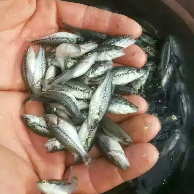 申古银版鱼批发：银鲳鱼与其他鱼类的区别银鲳鱼与其他鱼类的区别