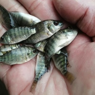 申古銀版魚(yú)批發(fā)：銀鯧魚(yú)與其他魚(yú)類(lèi)的區(qū)別銀鯧魚(yú)與其他魚(yú)類(lèi)的區(qū)別