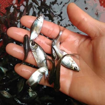 申古银版鱼批发：银鲳鱼与其他鱼类的区别银鲳鱼与其他鱼类的区别