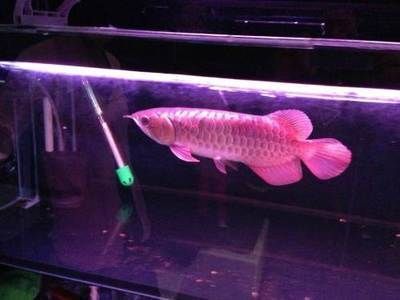 龍魚得水霉菌怎么處理干凈：如何處理龍魚水霉病 龍魚得水霉菌怎么處理干凈：如何處理龍魚水霉病 龍魚百科