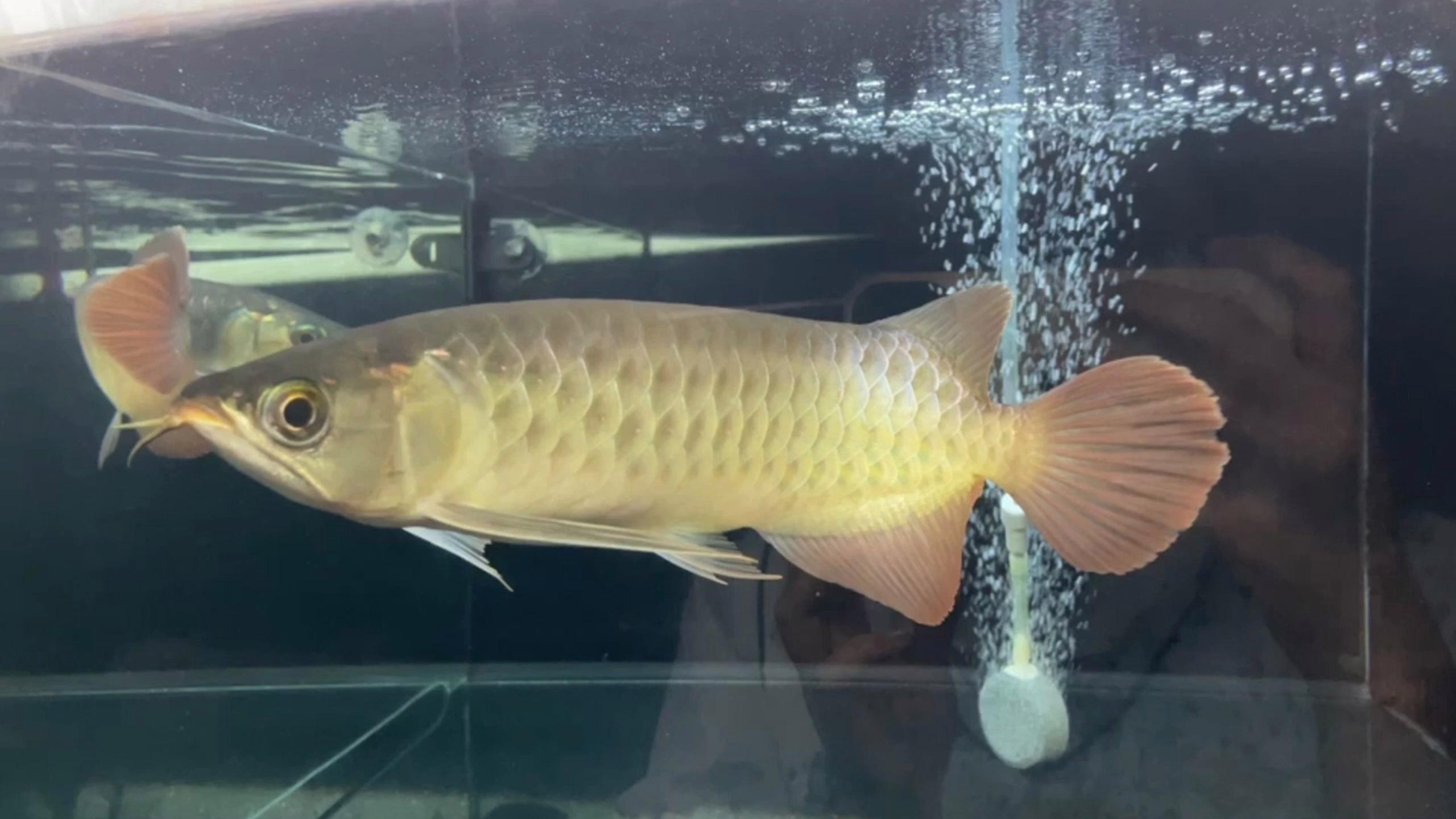 龍魚燒尾和爛尾的區別