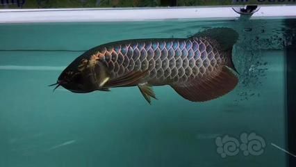 龍魚過背是什么意思?。糊堲~過背是什么意思