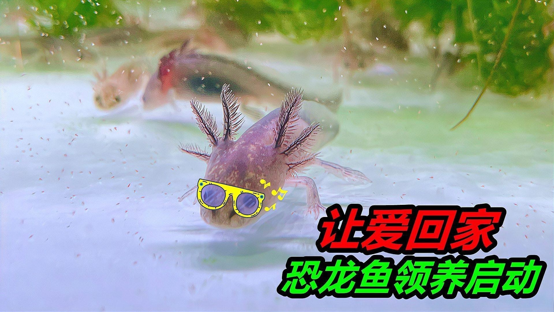 恐龍魚吃什么肉最好