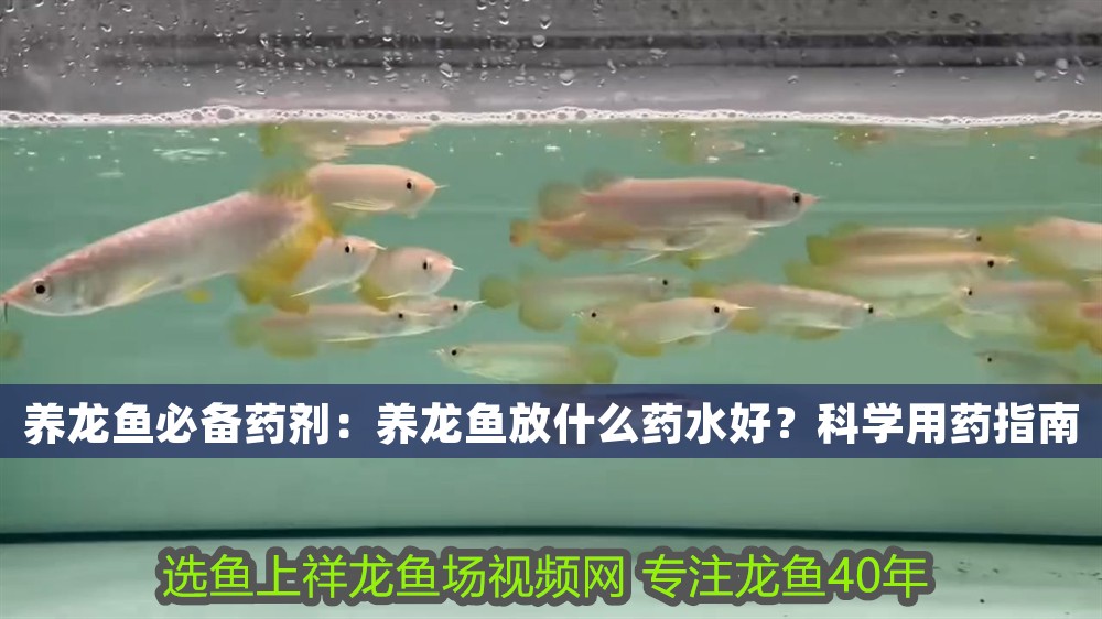 養龍魚必備藥劑：養龍魚放什么藥水好？科學用藥指南