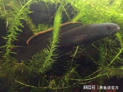 雷龍魚易養品種：雷龍魚繁殖技巧