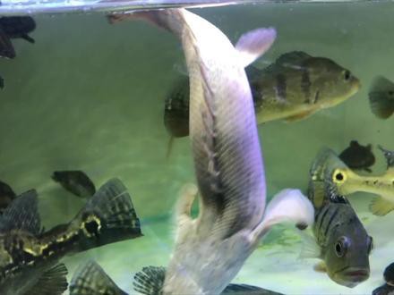 虎斑恐龍魚視頻大全圖片高清大圖 虎斑恐龍魚視頻大全圖片高清大圖 龍魚百科 第3張