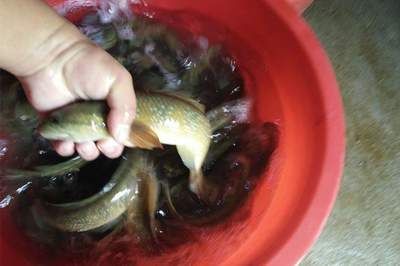 龍魚(yú)可以喂小金魚(yú)嗎怎么喂養(yǎng)好：龍魚(yú)可以喂小金魚(yú)嗎 龍魚(yú)可以喂小金魚(yú)嗎怎么喂養(yǎng)好：龍魚(yú)可以喂小金魚(yú)嗎 龍魚(yú)百科 第3張