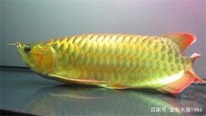 龍魚治療可以用慶大霉素粉嗎（龍魚治療可以用慶大霉素粉嗎慶大霉素粉可以用慶大霉素粉嗎）