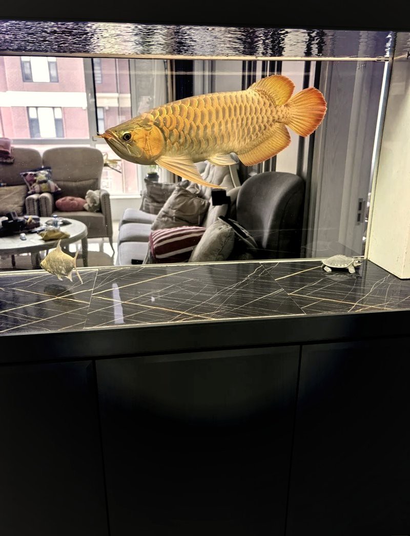 金龍魚和紅龍魚哪個更難飼養？