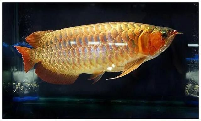 龍魚的風(fēng)水學(xué)（龍魚在風(fēng)水學(xué)中的應(yīng)用）