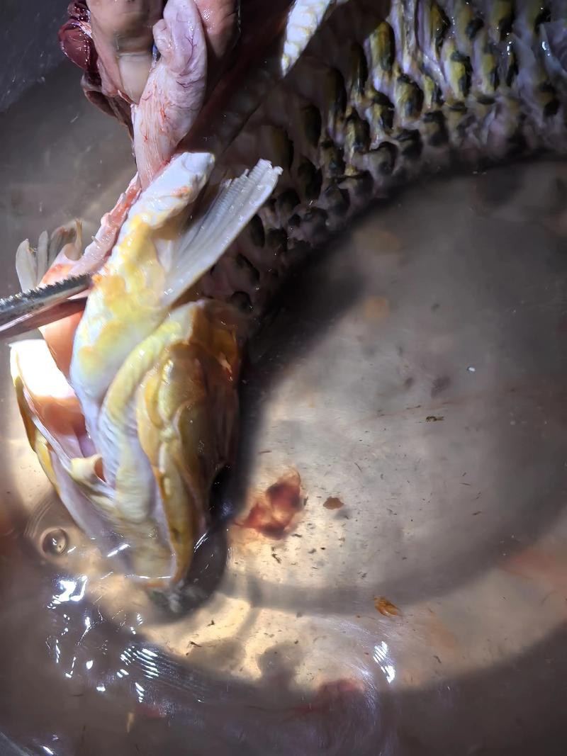 哪里的紅龍魚最正宗好吃