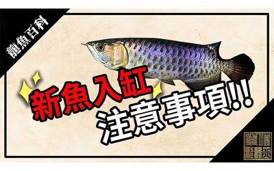 龍魚新入缸注意什么問題和措施：龍魚新入缸注意什么問題 龍魚新入缸注意什么問題和措施：龍魚新入缸注意什么問題 龍魚百科 第3張