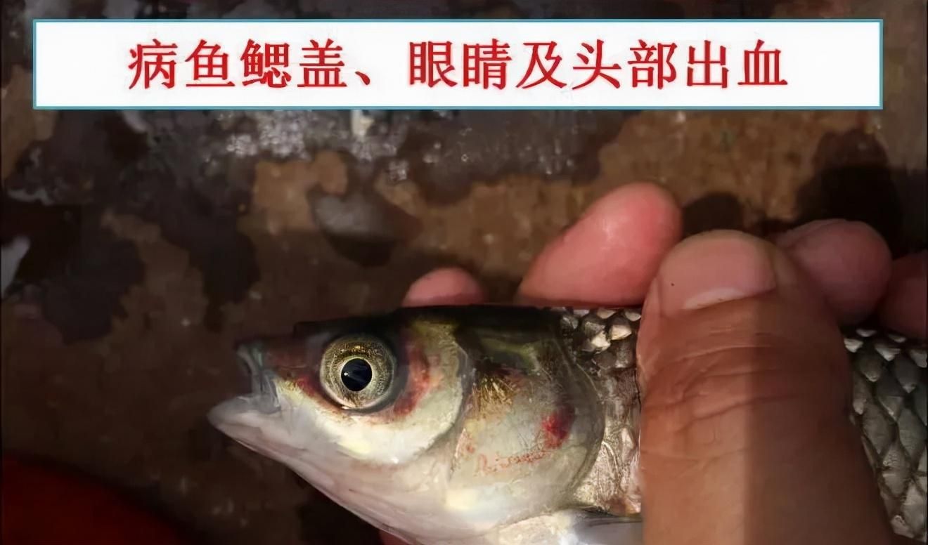 龍魚眼圈發(fā)紅：龍魚眼圈發(fā)紅可能是由多種原因引起的，龍魚眼圈發(fā)紅的原因及對策