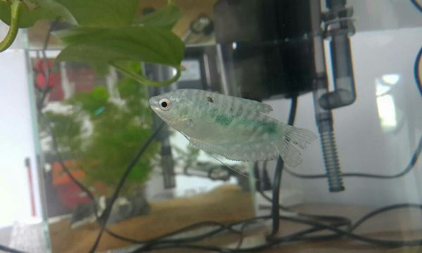 龍魚眼圈發(fā)紅：龍魚眼圈發(fā)紅可能是由多種原因引起的，龍魚眼圈發(fā)紅的原因及對策