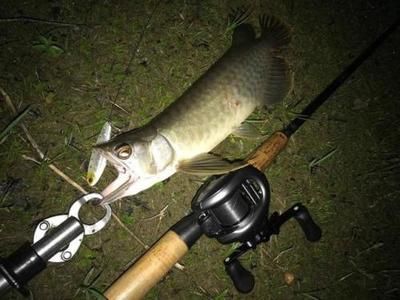 龍魚飼養(yǎng)龍魚的水溫多少合適水溫多少合適：冬季龍魚水溫多少合適 龍魚飼養(yǎng)龍魚的水溫多少合適水溫多少合適：冬季龍魚水溫多少合適 龍魚百科 第3張
